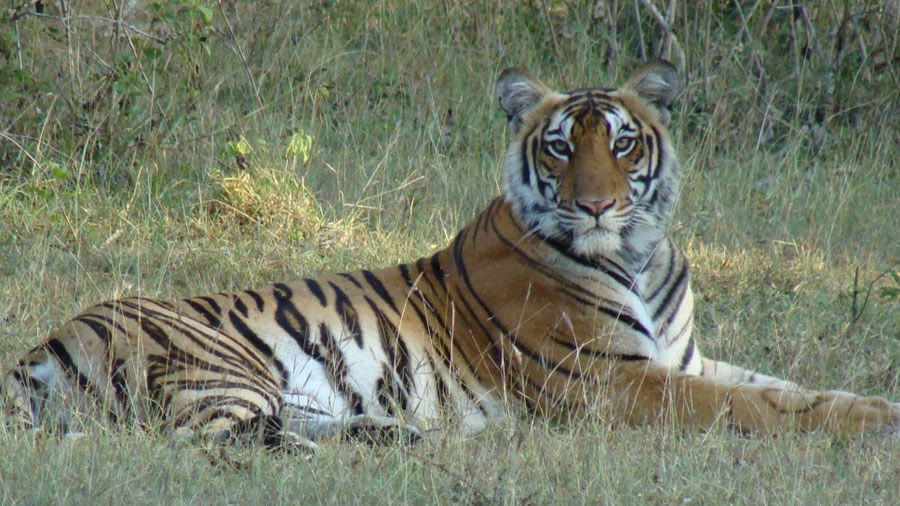 Achanakmar Tiger Reserve Chhattisgarh