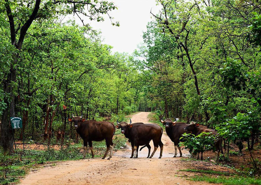 Barnawapara Wildlife Sanctuary Chhattisgarh